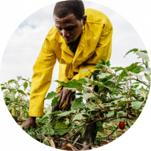 man tending crops